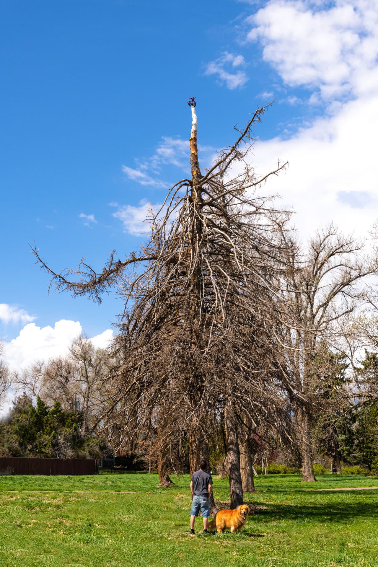 Scottie Burgess cast iron public art installation sustainable upcycled dead tree landmark exhibition